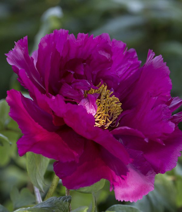 Peonia arborea - Rossi bagliori del sole | Centro Botanico Moutan